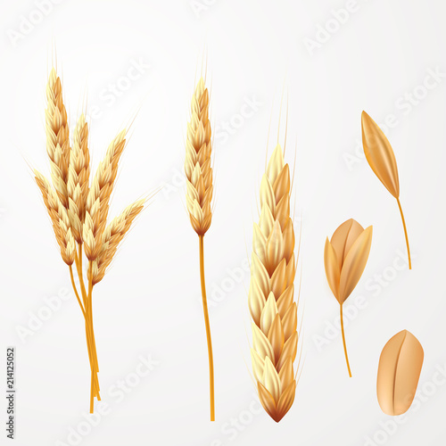 Wheat vector illustration. Bunch of wheat ears and seed isolated