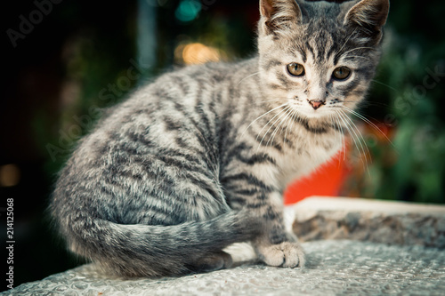 beautiful and very cute grey kitten