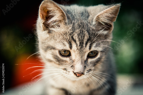 beautiful and very cute grey kitten