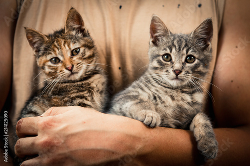 very cute and beautiful couple of kittens