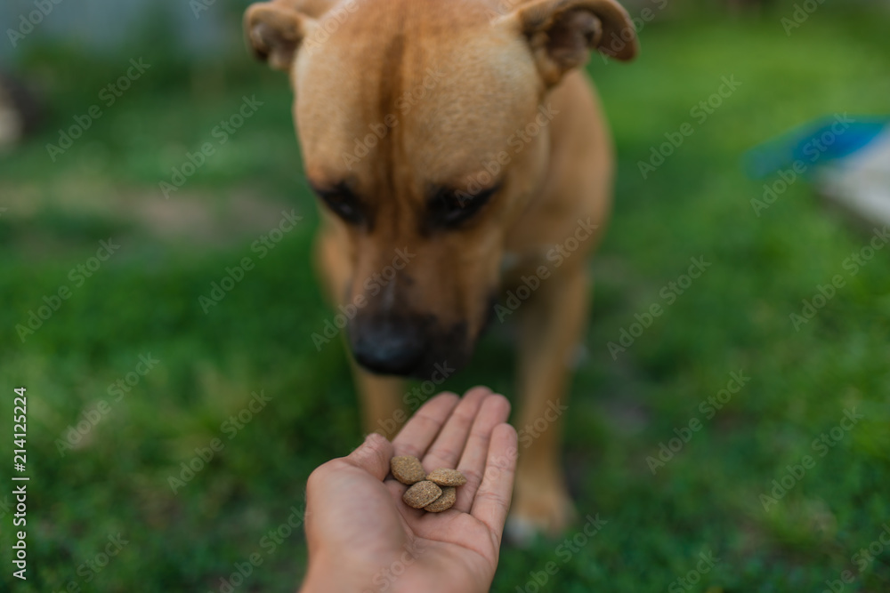 Feed the dog from the hand with dry food. Stafford on the street sits in the park. be engaged in dressing Feed the dog from the hand with dry food. Stafford on the street sits in the park. be engaged in dressing