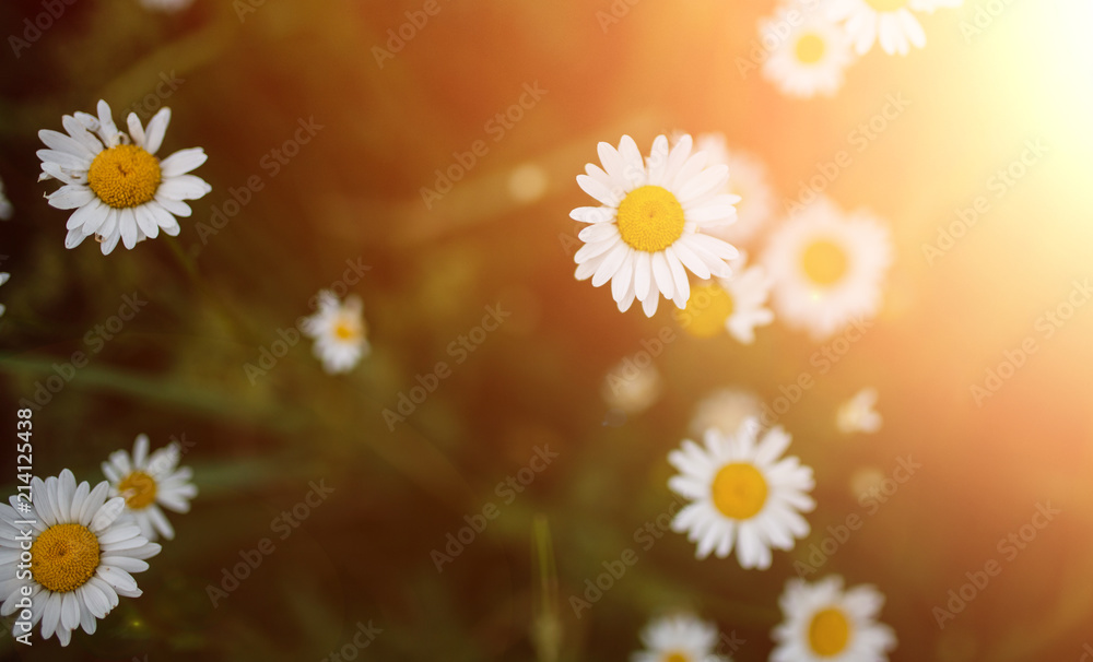 White daisies among the green grass, spring lawn, meadow grass. Selective focus