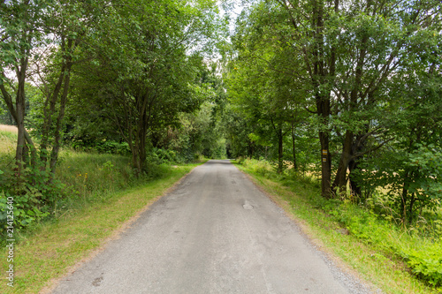 Cycling in Nature Forest on a rainy day. Road in Forest nature. Green forest road. Nature. Road. Natural environment.