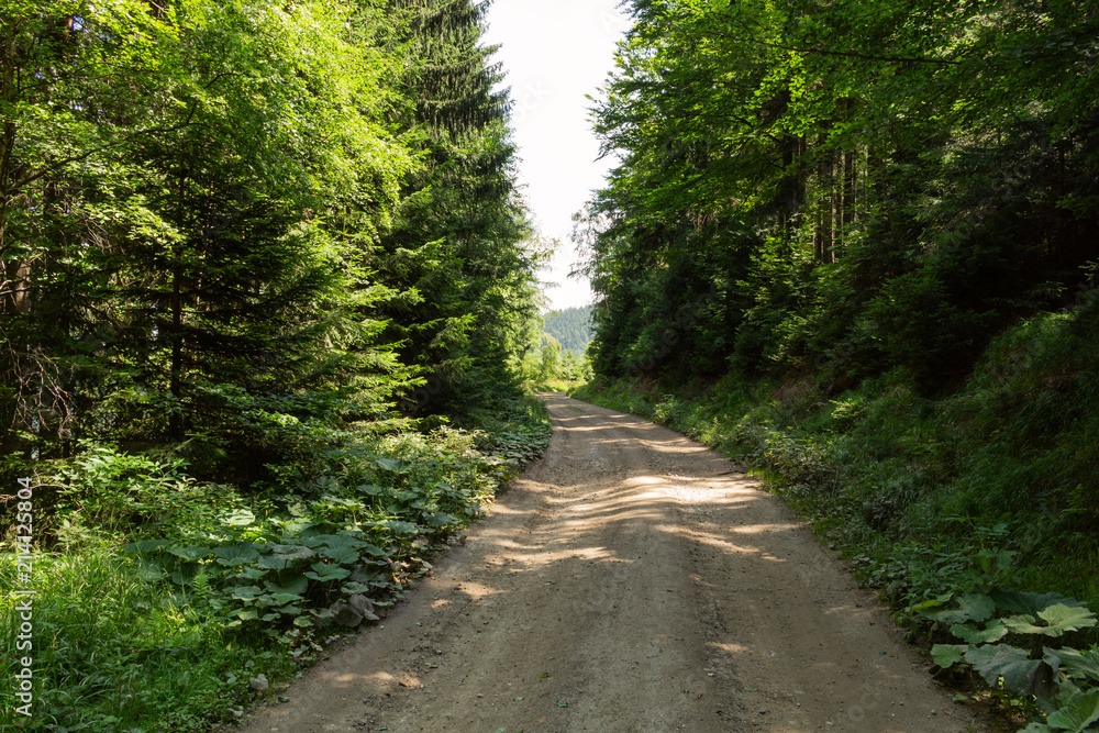 Naklejka premium Cycling in Nature Forest on a rainy day. Road in Forest nature. Green forest road. Nature. Road. Natural environment.