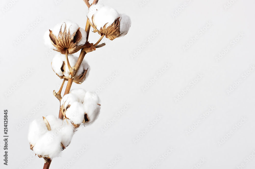 Fototapeta premium Bawełniana gałąź na białym tle. Delikatne białe kwiaty bawełny. Lekkie bawełniane tło, płaskie lay.