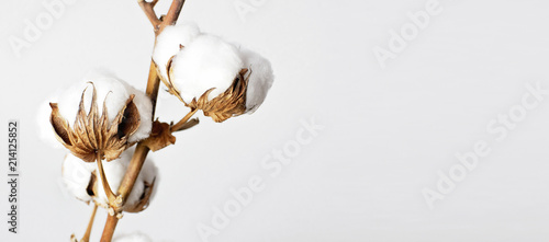 Cotton branch on white background. Delicate white cotton flowers. Light cotton background, flat lay.