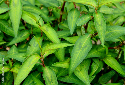 Vietnamese coriander or Persicaria odorata growing in the garden.
The leaves of the Vietnamese hot mint can be taken to solve digestion issues like flatulence, stomach cramps and indigestion
