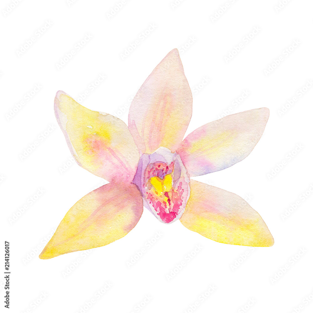 Vanilla flower. Hand drawn watercolor illustration. Isolated on white background. Vanilla flower. Hand drawn watercolor illustration. Isolated on white background.