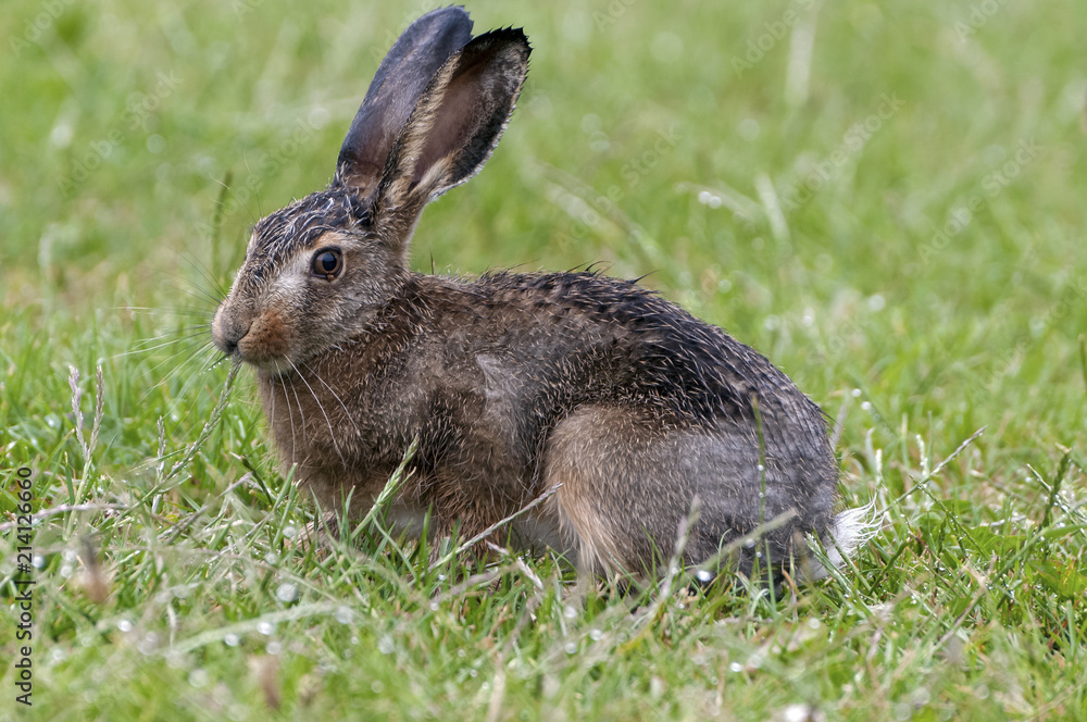 Obraz premium Wet little hare