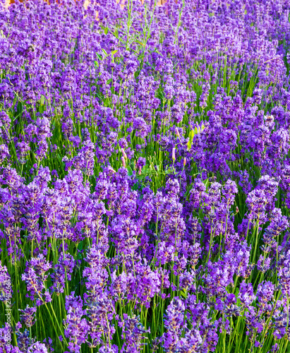 Lavender, precious ornamental plants, wild with lilac flowers, bluish, blue. Aroma and delicious perfumes.