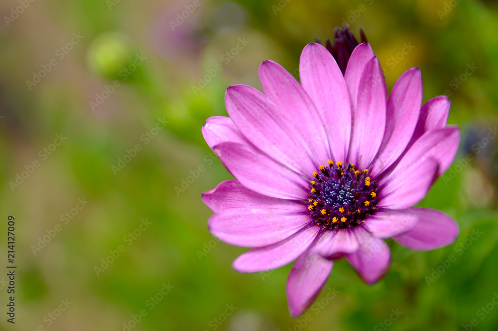 Dimorphotheca ecklonis (Osteospermum,(Cape Marguerite,African daisies) flowers in the garden of Tenerife,Canary Islands,
Spain.A native plant of South Africa.Copy space.Selective focus. Dimorphotheca ecklonis (Osteospermum,(Cape Marguerite,African daisies) flowers in the garden of Tenerife,Canary Islands,
Spain.A native plant of South Africa.Copy space.Selective focus.