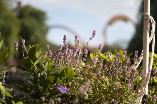 Lavender