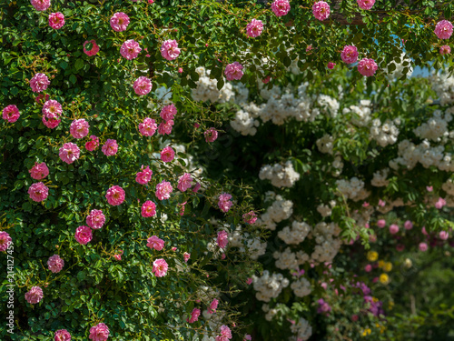 Pink and white rose bushes on a sunny day in spring