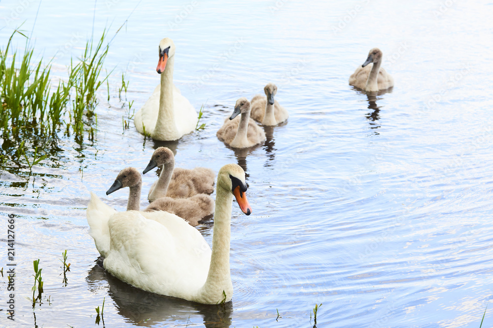 Obraz premium Swans family floating on the lake at sunset. Swans with nestlings. Swan with chicks.