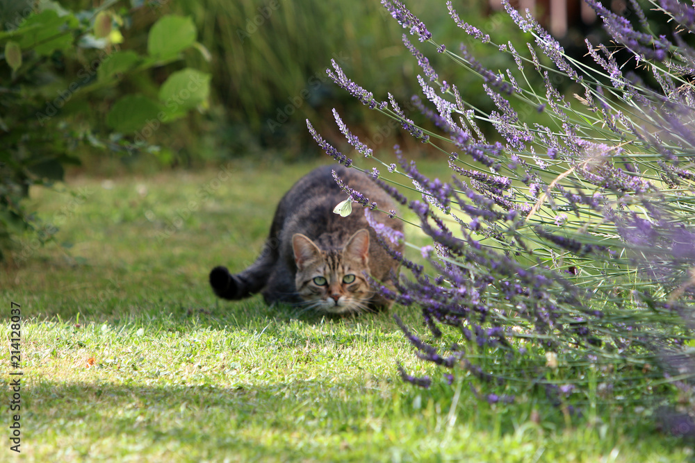 Small gray striped European Shorthair hunting for a butterfly
Small gray striped European Shorthair hunting for a butterfly
