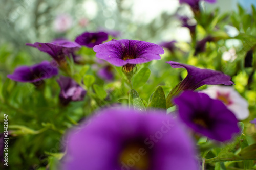 Flower / Blume / Sommer / Natur