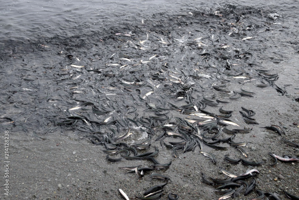 closeup of a bunch of spawning Newfoundland Capelin rolling onto the beach, Middle Cove Newfoundland Canada closeup of a bunch of spawning Newfoundland Capelin rolling onto the beach, Middle Cove Newfoundland Canada