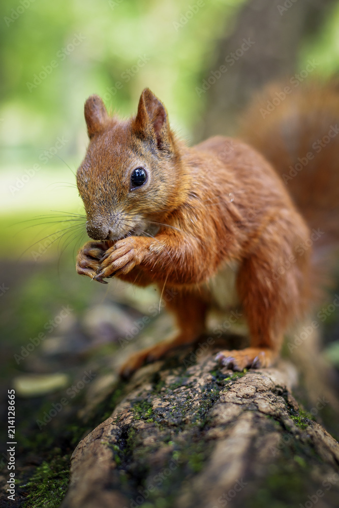 Cute Hungry Squirrel - Lazienki Park of Warsaw Cute Hungry Squirrel - Lazienki Park of Warsaw