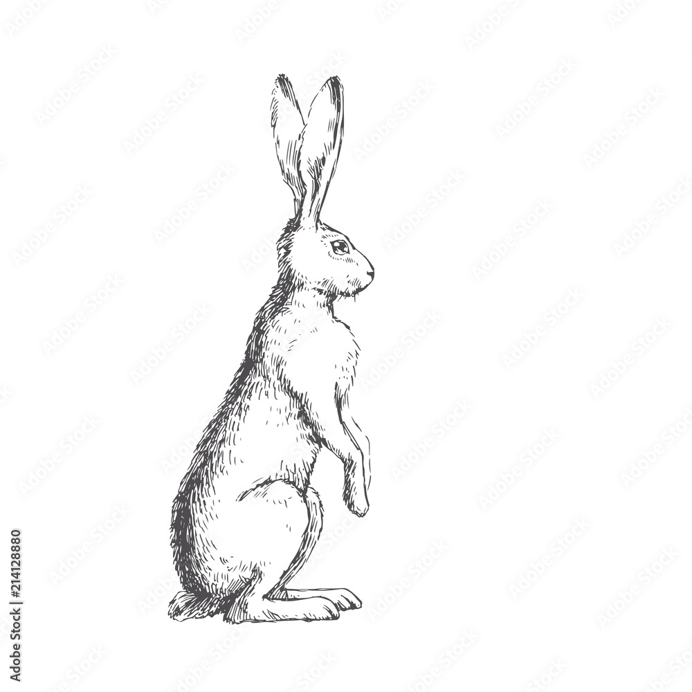 Naklejka premium Vector vintage illustration of isolated standing hare. Black and white hand drawn cute rabbit in engraving style. Animal sketch