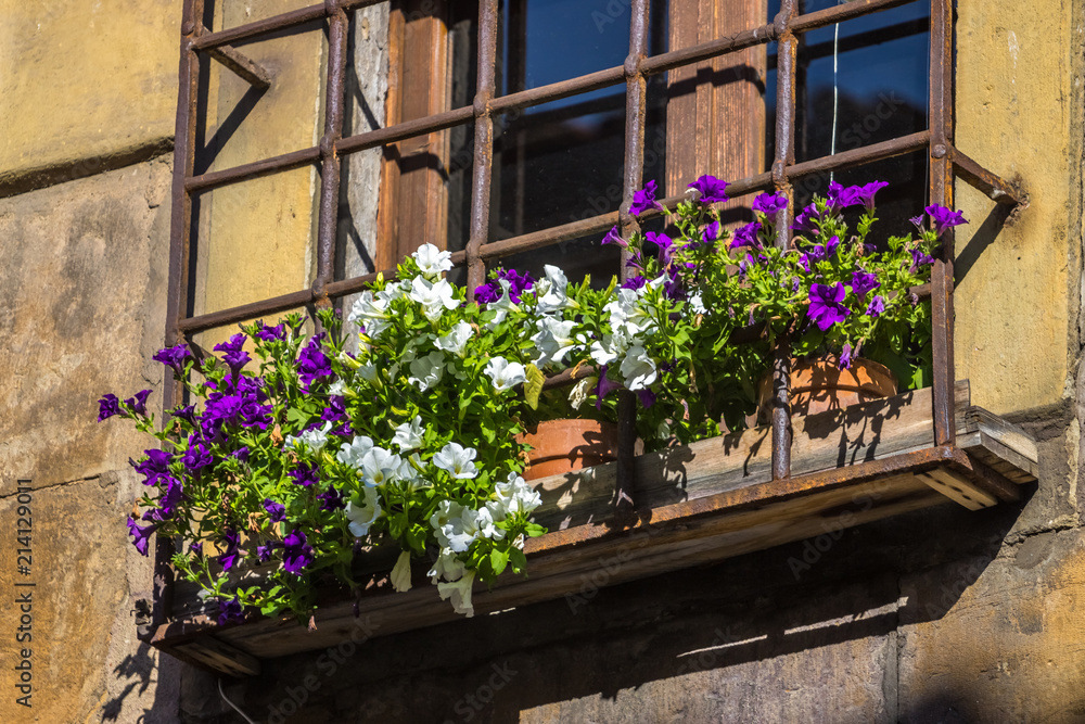 Pot with flowers in a typical street of old city florence