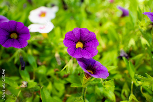 Flower / Blume / Sommer / Natur