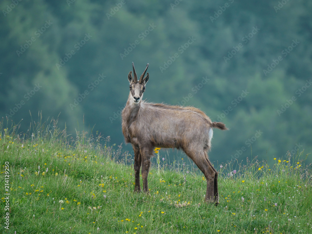 Alpine Chamois (Rupicapra rupicapra), in the pasture Alpine Chamois (Rupicapra rupicapra), in the pasture