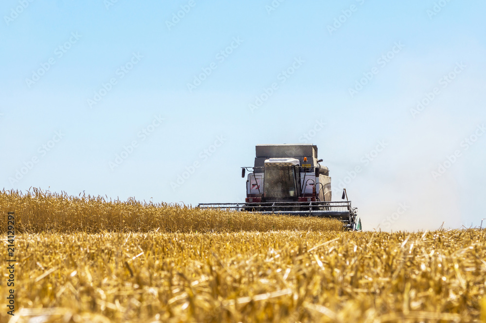 Obraz premium Harvester machine to harvest wheat field working. Combine harvester agriculture machine harvesting golden ripe wheat field. Agriculture