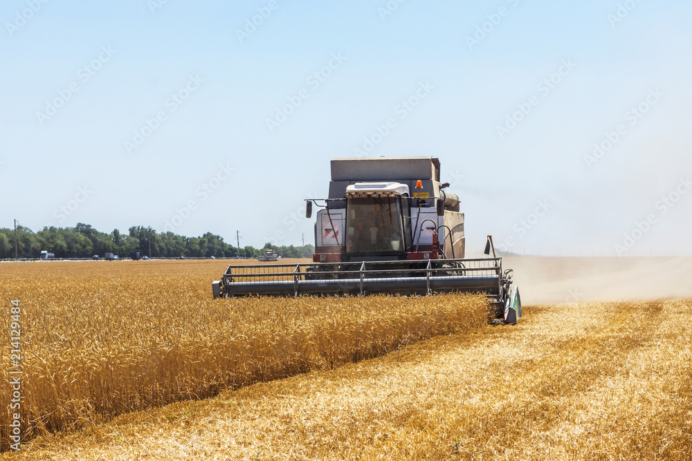 Obraz premium Harvester machine to harvest wheat field working. Combine harvester agriculture machine harvesting golden ripe wheat field. Agriculture