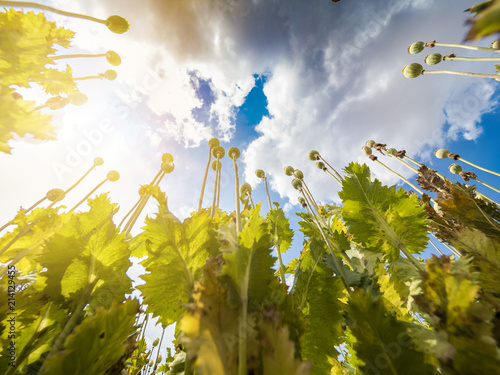 Looking up the sky in opium poppy field