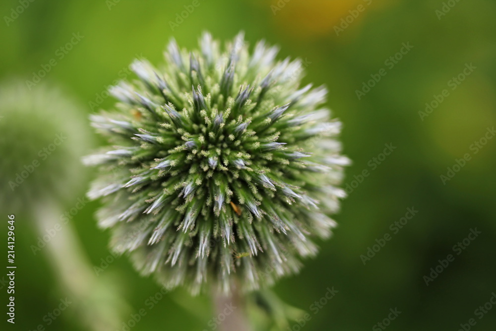 Detail bloom Ecinops ritro Detail bloom Ecinops ritro