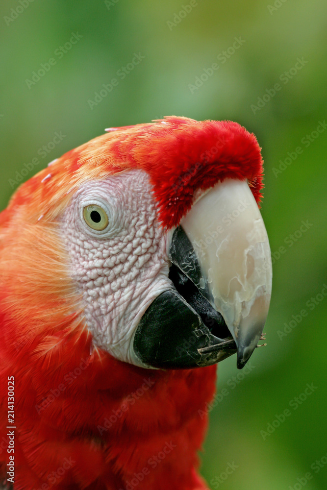 Fototapeta premium Portrait of Scarlet macaw (Ara macao) in the Rain forest