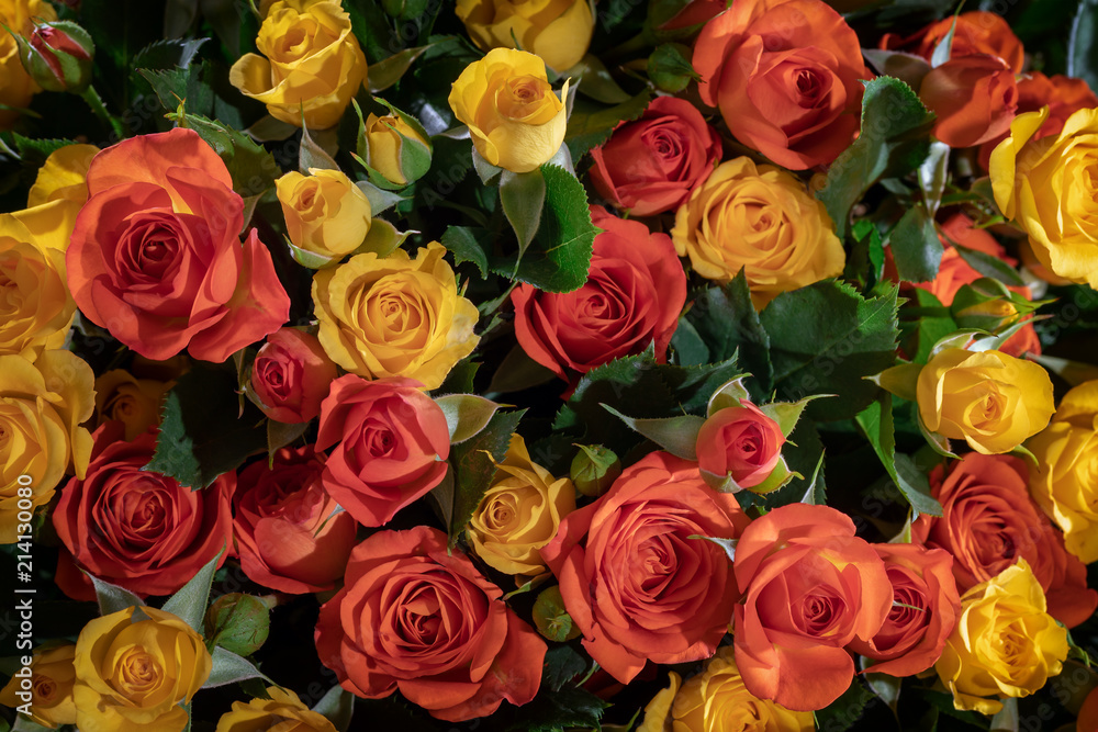 A very many of yellow and red creamy color roses in the front view A very many of yellow and red creamy color roses in the front view