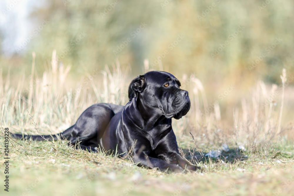Black Dog Cane Corso lying in a field