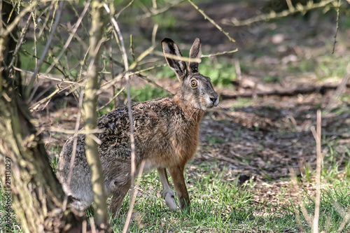 Fototapeta Naklejka Na Ścianę i Meble -  Hare (Lepus europaeus) in the woodland