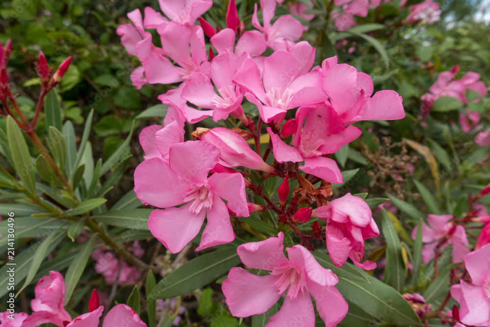 Photograph of several flowers of a red color Photograph of several flowers of a red color