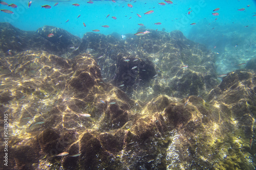 Small fishes near the stony bottom of the Mediterranean Sea