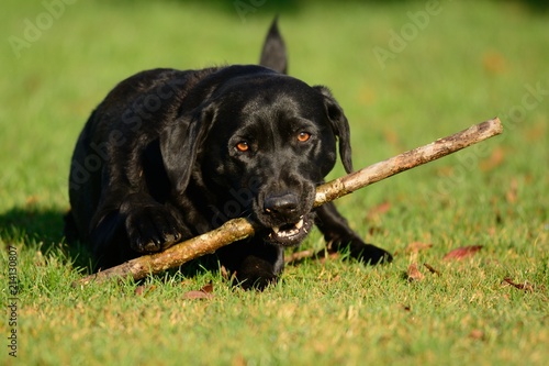 Black Labrador chewing a stick inn the garden photo