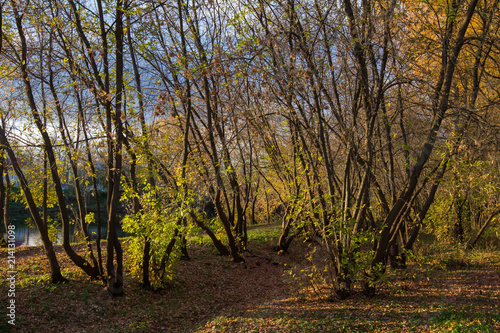 branchy trees in the park in autumn