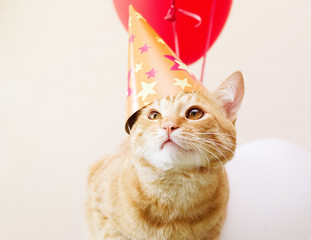 Red cat in a festive cap against the background of balloons. Birthday of a cat.