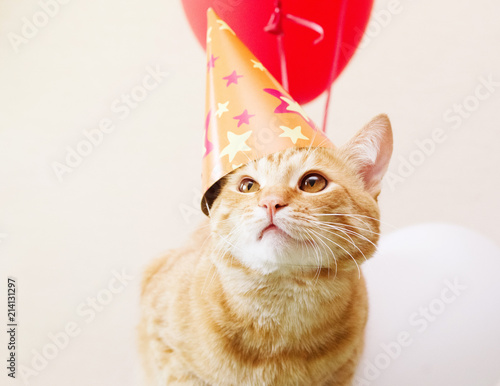 Red cat in a festive cap against the background of balloons. Birthday of a cat.
