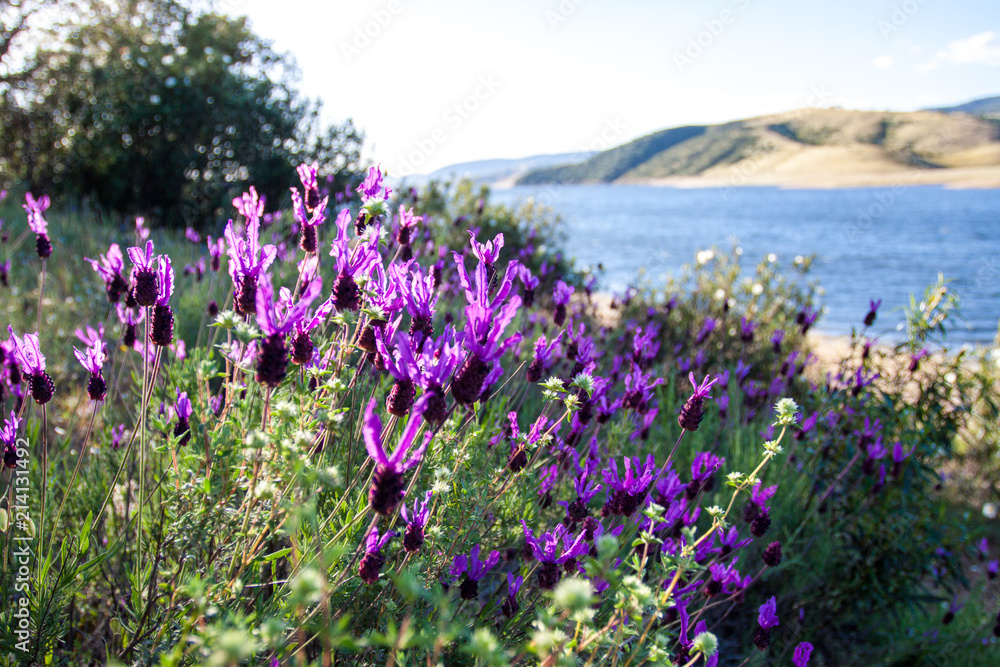 wilder Schopf-Lavendel, Lavendel aus Spanien Extremadura 