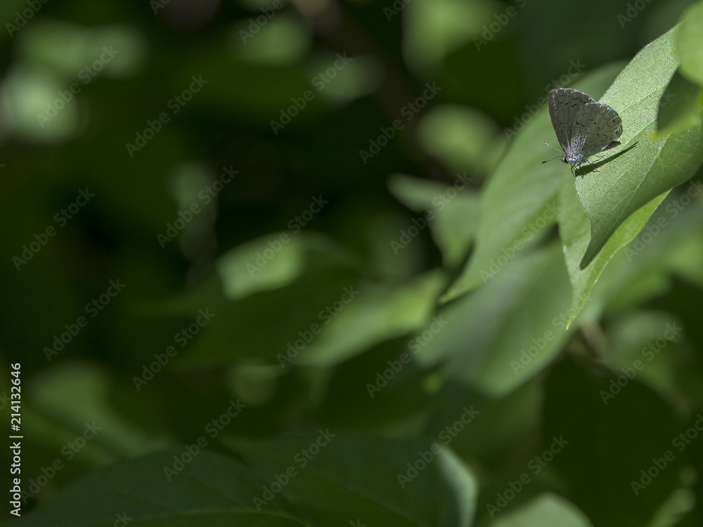 Obraz premium 015-butterfly-wdsm-05jun18-12x09-002-300-5337