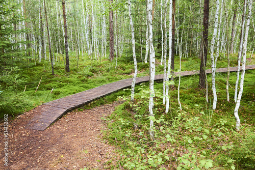  Soumarske raseliniste (moor), Sumava national park (Bohemian forest) in Czech Republic photo