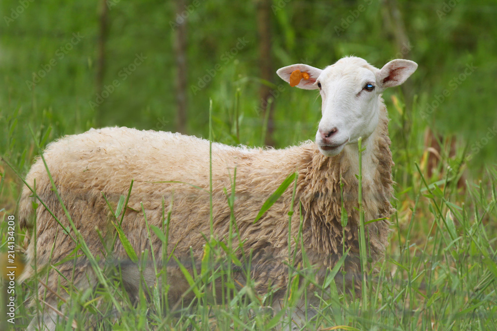 Young Ewe in Pasture Field