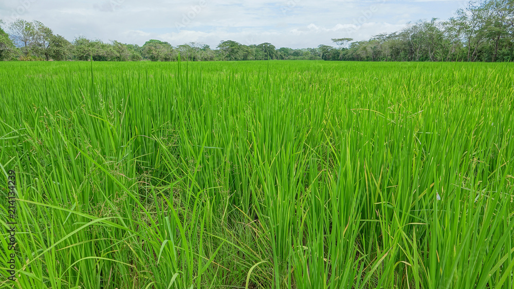 Fototapeta premium Rice Field