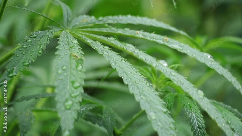 Marijuana leaves in rain, close-up of cannabis leaf with raindrop, double slow motion Marijuana leaves in rain, close-up of cannabis leaf with raindrop, double slow motion