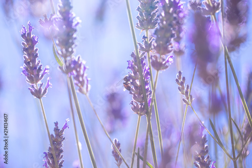 Fototapeta Naklejka Na Ścianę i Meble -  Gentle lavender flowers