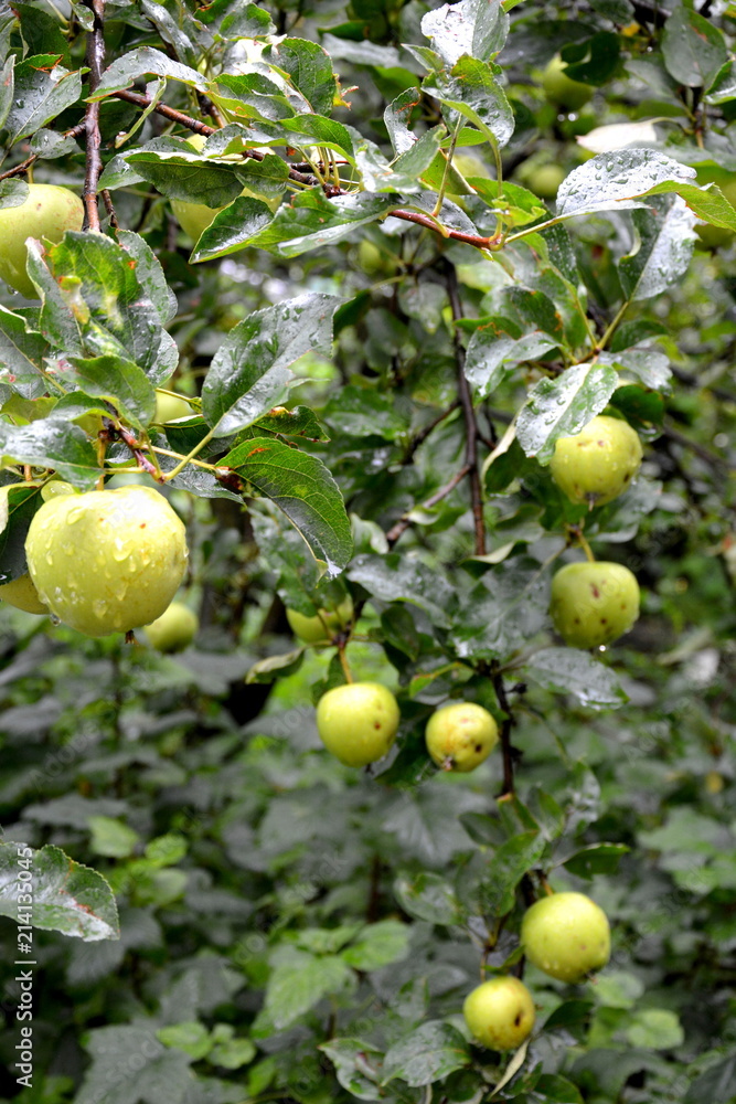 Fruit madness. Small apples in an apple tree in orchard, in early summer