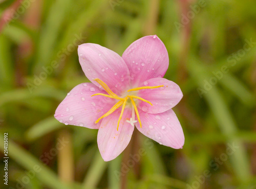 Macro shot of a lilly flower with green background