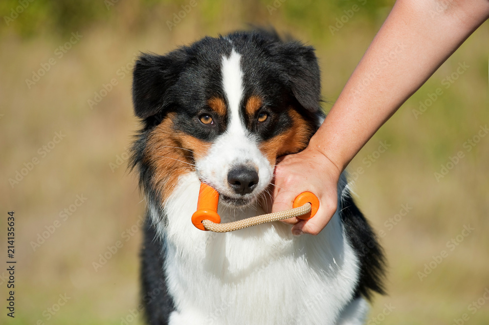 Frau spielt mit Hund